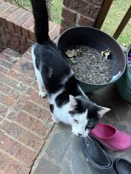 Found/Stray Unknown Cat last seen South prospect and Ashwood, Mount Zion, GA 30182
