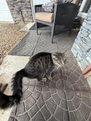 Found/Stray Female Cat last seen Greenbrae ests, Ardrossan, AB T8E 2A2