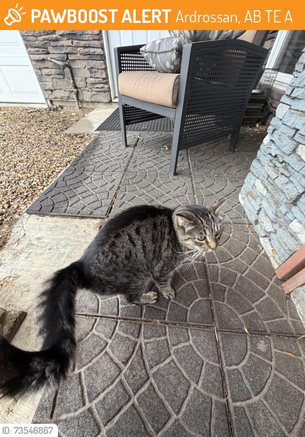 Found/Stray Female Cat last seen Greenbrae ests, Ardrossan, AB T8E 2A2