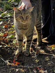 Found/Stray Unknown Cat last seen Glascock st, Raleigh, NC 27610