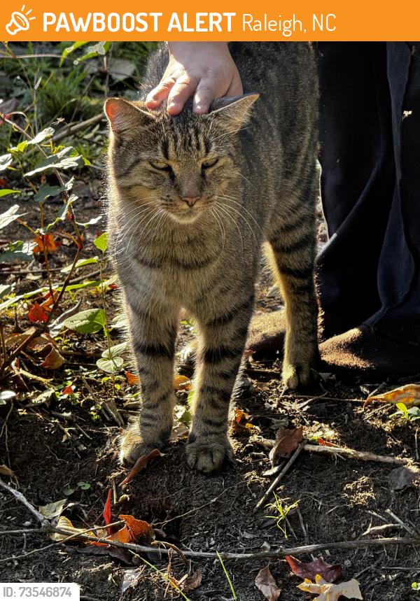 Found/Stray Unknown Cat last seen Glascock st, Raleigh, NC 27610