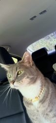Lost Male Cat last seen 24th ave se and Alameda, Norman, OK 73071