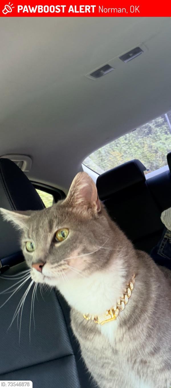 Lost Male Cat last seen 24th ave se and Alameda, Norman, OK 73071