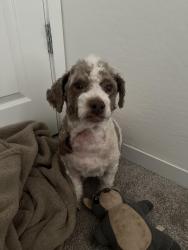 Reunited Male Dog last seen Near e oxford ln, Gilbert, AZ 85295