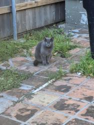 Found/Stray Unknown Cat last seen Near Jade Magnolia Spa between Leonidas St and Joliet St, New Orleans, LA 70118