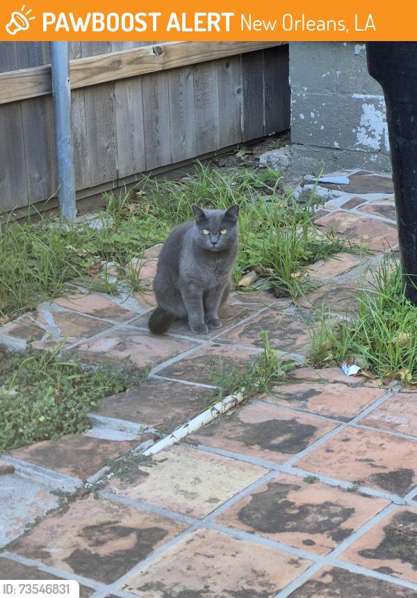 Found/Stray Unknown Cat last seen Near Jade Magnolia Spa between Leonidas St and Joliet St, New Orleans, LA 70118