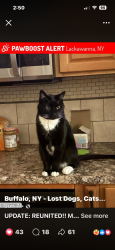 Reunited Male Cat last seen Caldwell, ID, USA, Caldwell, ID 83605