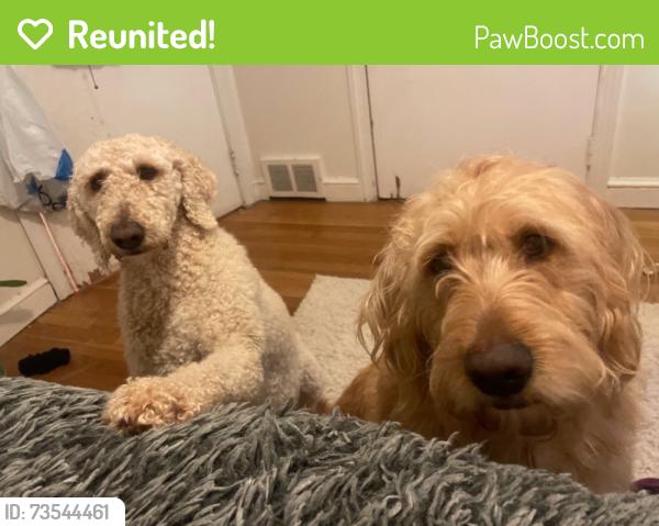 Reunited Female Dog last seen Country Club, Winston-Salem, NC 27104