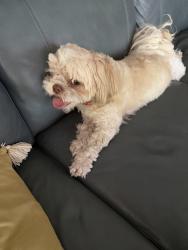 Reunited Female Dog last seen Washington and S 26th Ave, Hollywood, FL 33020