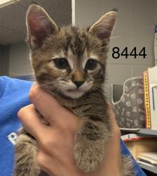 Shelter Stray Female Cat last seen Near 93rd Ave N, Maple Grove, MN 55369, USA, 11350 89th Ave N, Maple Grove, MN 55369, USA