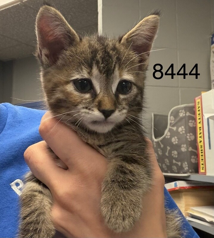 Shelter Stray Female Cat last seen Near 93rd Ave N, Maple Grove, MN 55369, USA, 11350 89th Ave N, Maple Grove, MN 55369, USA