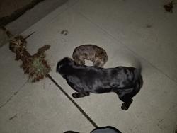 Reunited Male Dog last seen Mt View between 29th and 30th, San Bernardino, CA 92405