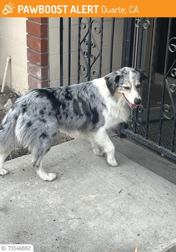 Found/Stray Male Dog last seen huntington and olive, Duarte, CA 91010