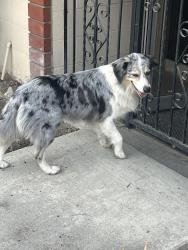 Found/Stray Male Dog last seen huntington and olive, Duarte, CA 91010