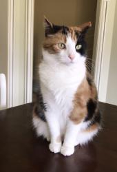 Lost Female Cat last seen Babbit Road, New Albany, New Albany, OH 43054