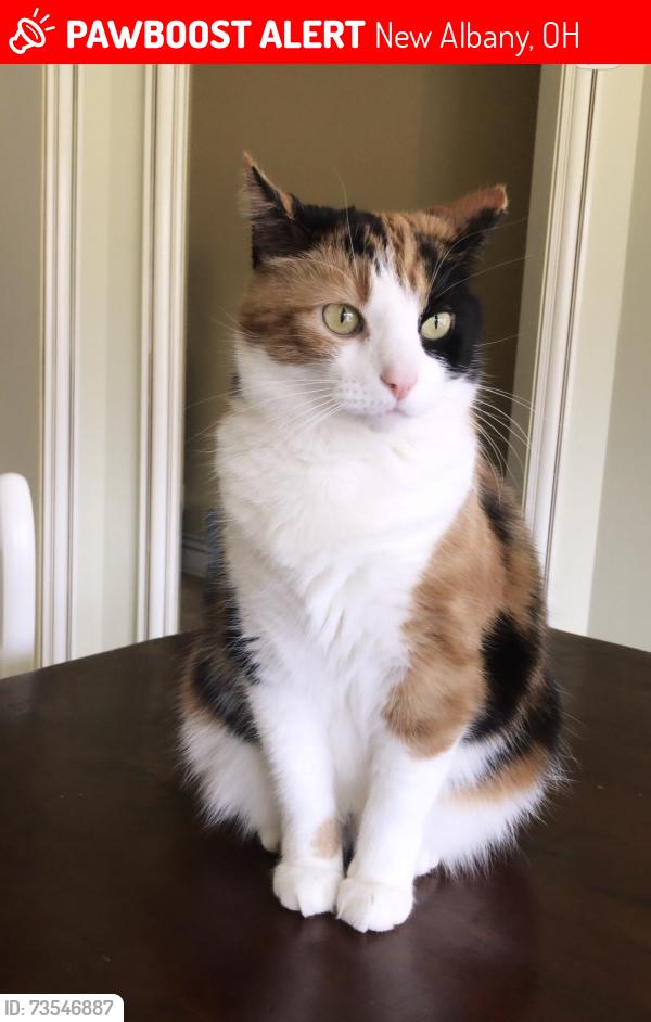 Lost Female Cat last seen Babbit Road, New Albany, New Albany, OH 43054