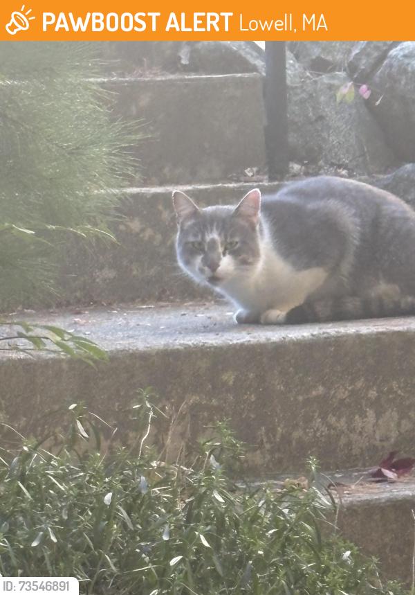 Found/Stray Unknown Cat last seen Trotting park road, Lowell, MA 01854