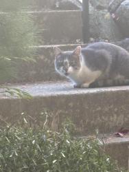Found/Stray Unknown Cat last seen Trotting park road, Lowell, MA 01854