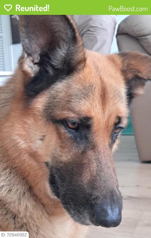 Reunited Male Dog last seen Near E Oakland Park Blvd Suite 101, Fort Lauderdale, FL 33306, USA, Fort Lauderdale, FL 33306