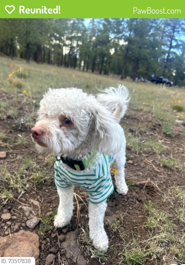 Reunited Male Dog last seen 43rd And McDowell, Phoenix, AZ 85035