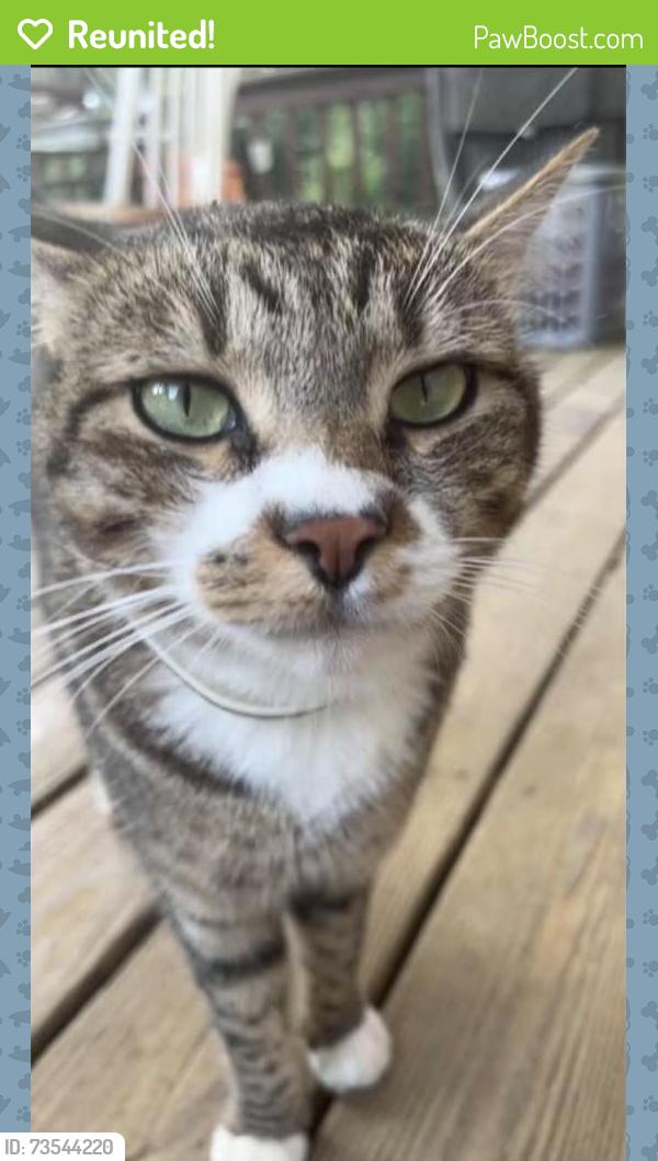 Reunited Male Cat last seen Fawn Dru, Newfield, NJ 08344