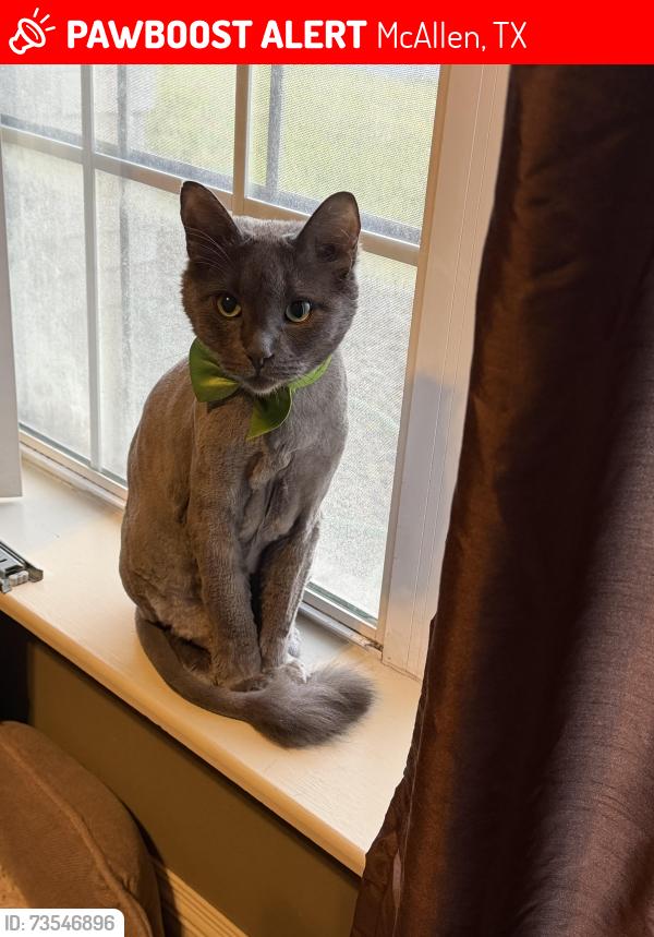 Lost Male Cat last seen Dove and 29th, McAllen, TX 78504