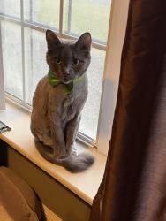 Lost Male Cat last seen Dove and 29th, McAllen, TX 78504
