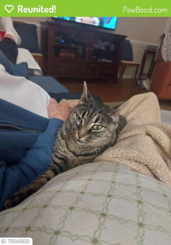 Reunited Female Cat last seen Near avenel lane clayton nc, Clayton, NC 27527