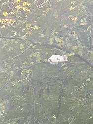 Found/Stray Unknown Cat last seen Near due wear elementary school, Marietta, GA 30064