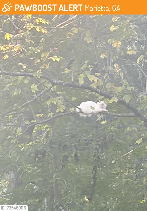 Found/Stray Unknown Cat last seen Near due wear elementary school, Marietta, GA 30064