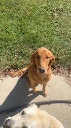Reunited Female Dog last seen Byrds Mill Rd, Bunnlevel, NC 28323