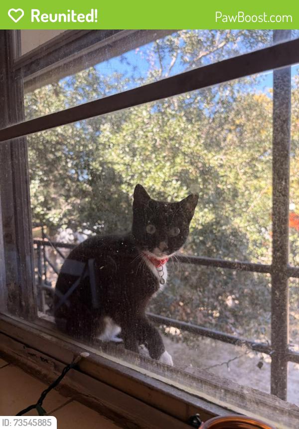 Reunited Female Cat last seen Windermere Blvd, Charleston, SC 29407, USA, Charleston, SC 29407