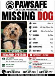 Lost Male Dog last seen cambridge crescent, Wyndham Vale, VIC 3024