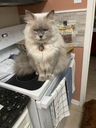 Lost Male Cat last seen South piney Point road/ Deerwood Gardens, Houston, TX 77063