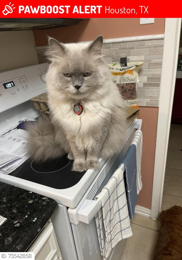 Lost Male Cat last seen South piney Point road/ Deerwood Gardens, Houston, TX 77063