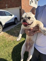 Reunited Male Dog last seen Ocean Dr, Fort Worth, TX 76123