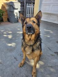Lost Male Dog last seen School, Lynwood, CA 90262