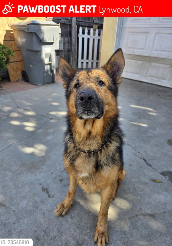 Lost Male Dog last seen School, Lynwood, CA 90262