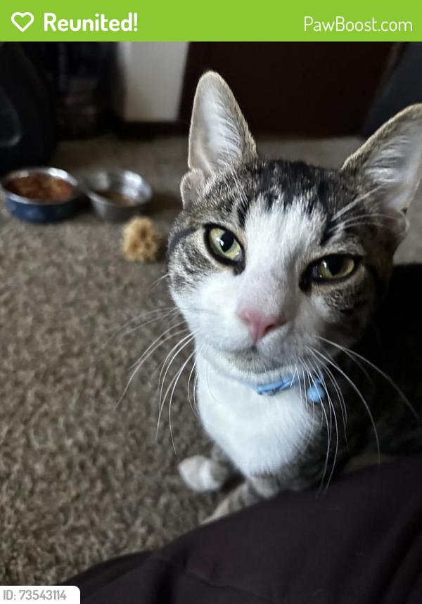 Reunited Male Cat last seen Old Bridge Turnpike x Devoe; near 33s Bar, South River, NJ 08882