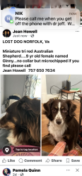 Reunited Female Dog last seen Thole St and Tidewater Dr, Norfolk, VA 23505