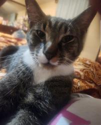 Reunited Male Cat last seen Banyon and Azela, Pittsburgh, PA 15235