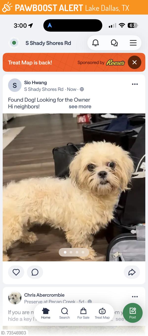 Found/Stray Female Dog last seen S Shady Shores Rd & Briarwood Ln, Lake Dallas, TX 75065