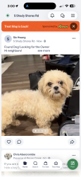 Found/Stray Female Dog last seen S Shady Shores Rd & Briarwood Ln, Lake Dallas, TX 75065