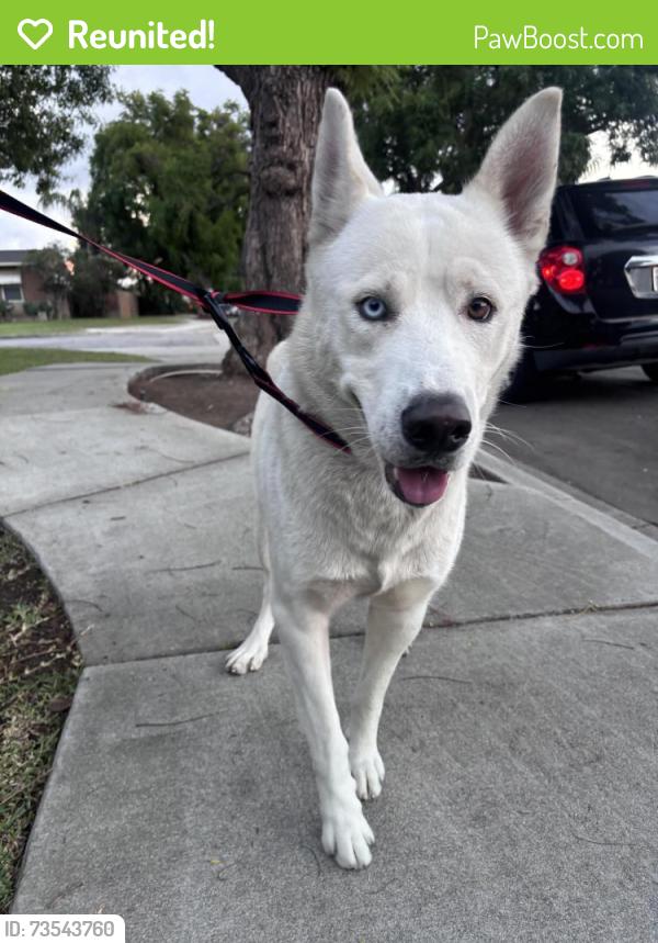 Reunited Male Dog last seen Greenleaf and Danbrook, Whittier, CA 90602