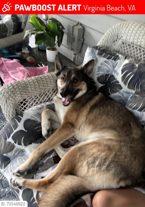 Lost Female Dog last seen Windsor wood’s elementary, Virginia Beach, VA 23452
