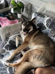 Lost Female Dog last seen Windsor wood’s elementary, Virginia Beach, VA 23452