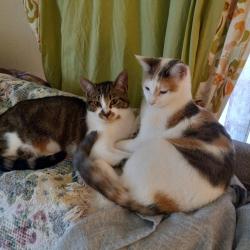 Lost Female Cat last seen Macedonia and 22nd, Muncie, IN 47302