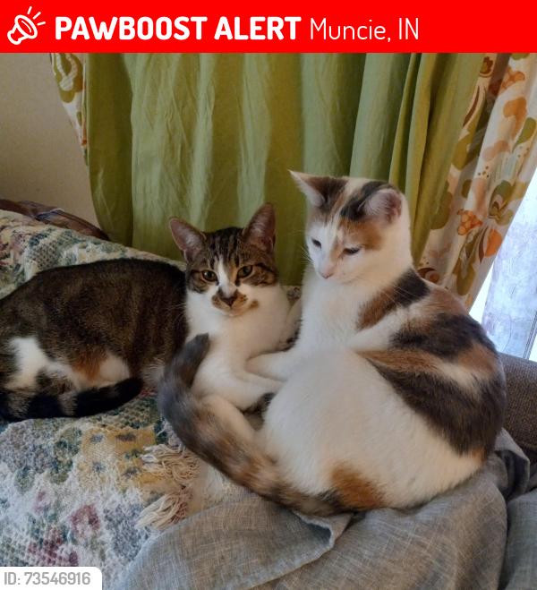 Lost Female Cat last seen Macedonia and 22nd, Muncie, IN 47302