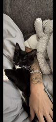 Lost Male Cat last seen Woodview, Edwalton, England 