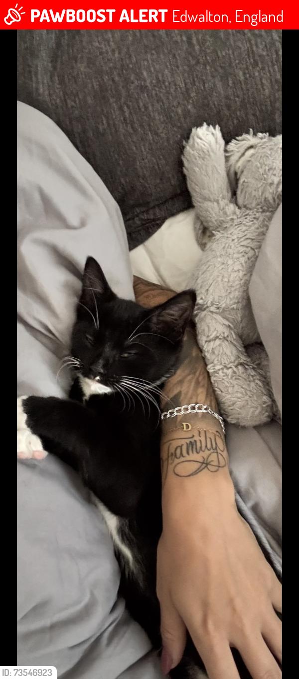 Lost Male Cat last seen Woodview, Edwalton, England 